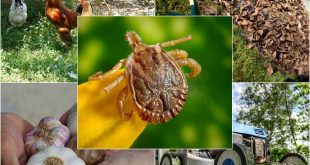 8 Natural Methods for Banishing Ticks from Your Garden