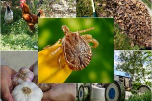 8 Natural Methods for Banishing Ticks from Your Garden