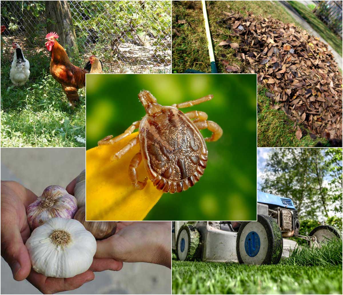 8 Natural Methods for Banishing Ticks from Your Garden