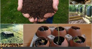 9 Money-Saving-Gardening-Tips 
