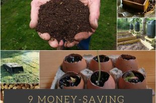 9 Money-Saving-Gardening-Tips 