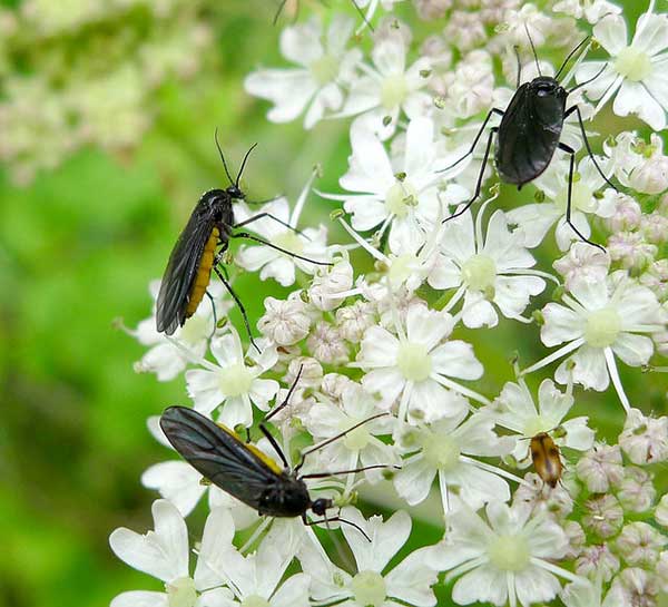 Black Fungus Gnats