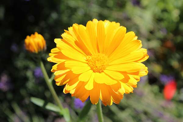 Calendula