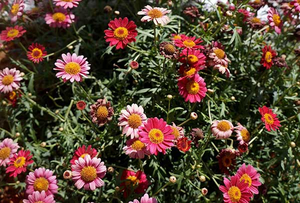 Chrysanthemums