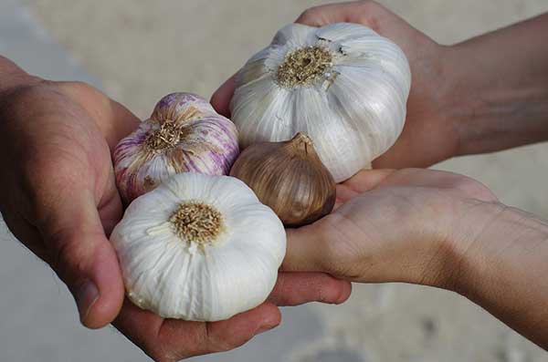 Garlic