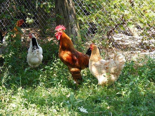 Get Some Chickens