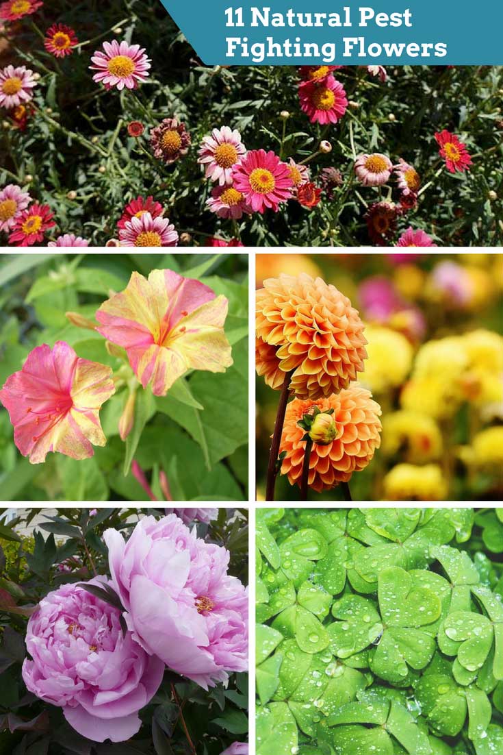 11 Natural Pest Fighting Flowers