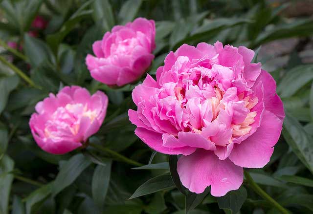 Peonies
