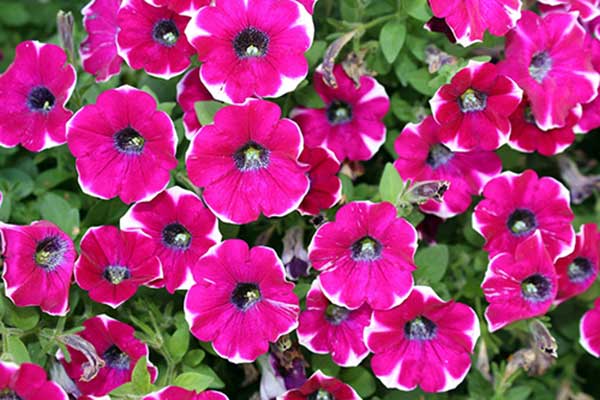 Petunias