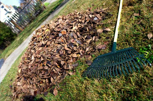 Ticks love decomposing leaves