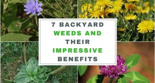 7 Backyard Weeds and Their Impressive Benefits