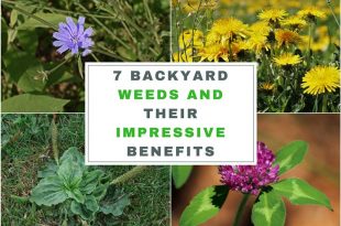 7 Backyard Weeds and Their Impressive Benefits