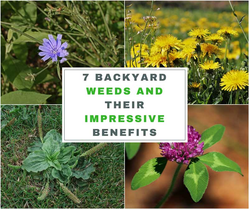 7 Backyard Weeds and Their Impressive Benefits