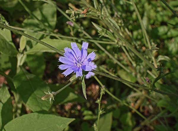 Chicory