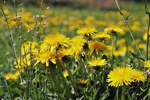 Dandelion