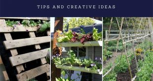 Growing a Vertical Garden: