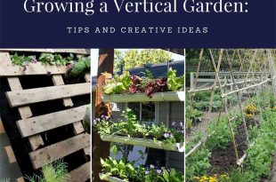 Growing a Vertical Garden: