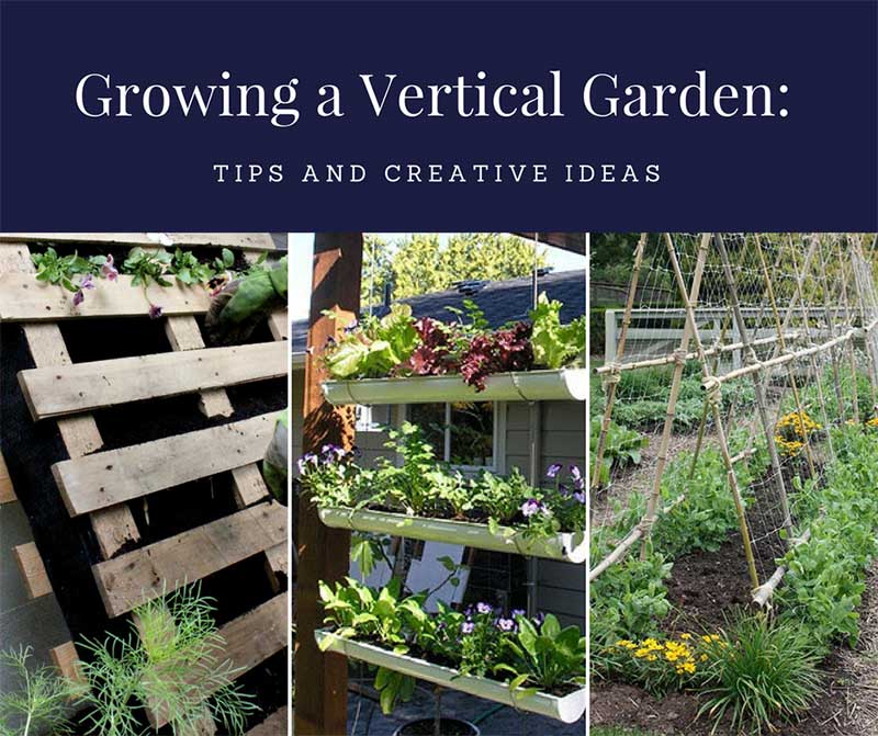Growing a Vertical Garden: