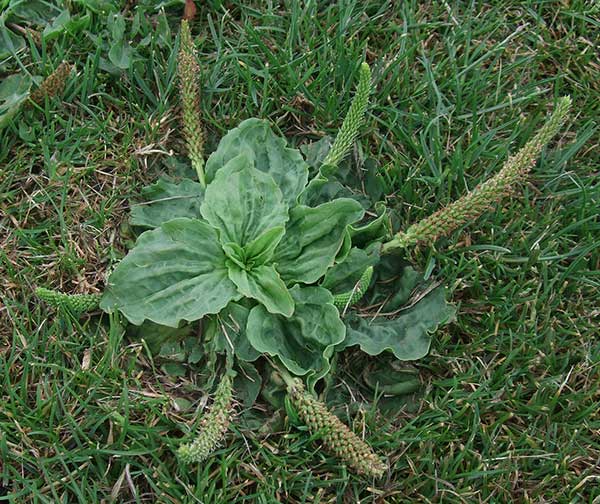 Plantain