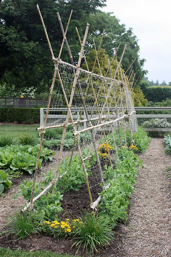 Pole Bean Teepee