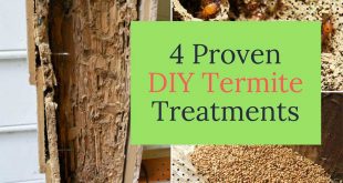 4 Proven DIY Termite Treatments