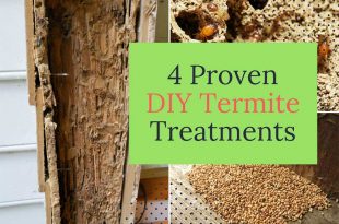 4 Proven DIY Termite Treatments