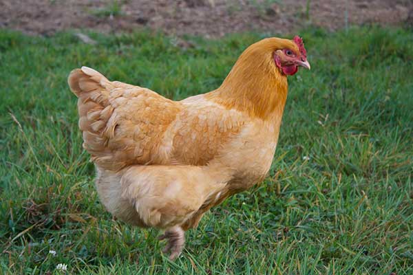 Buff Orpington