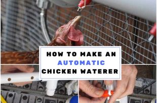 Making an Automatic Chicken Waterer