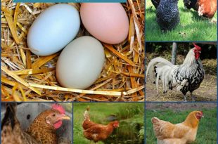 Which Chicken Breeds Are The Best Egg Layers