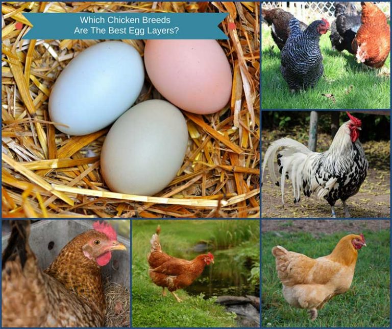 Which Chicken Breeds Are The Best Egg Layers? - Home and Gardening Ideas