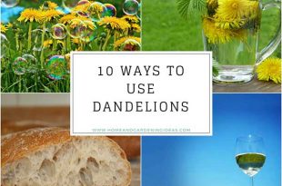 10 Ways to Use Dandelions