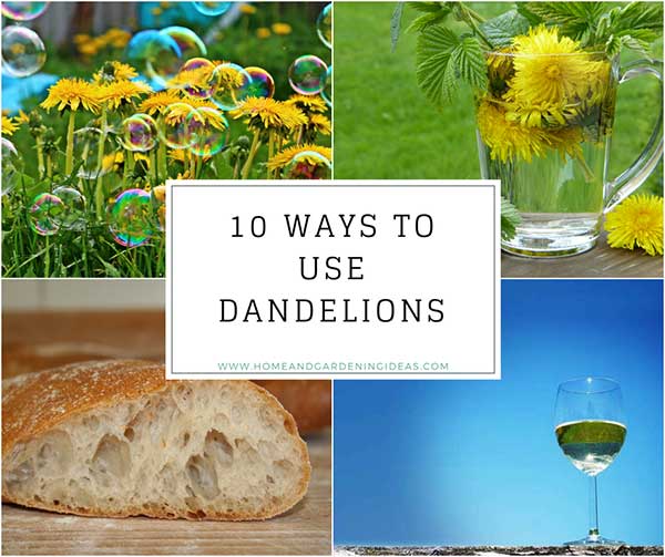 10 Ways to Use Dandelions