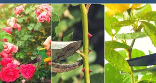 9 Steps to Pruning Roses the Right Way