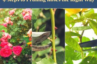 9 Steps to Pruning Roses the Right Way