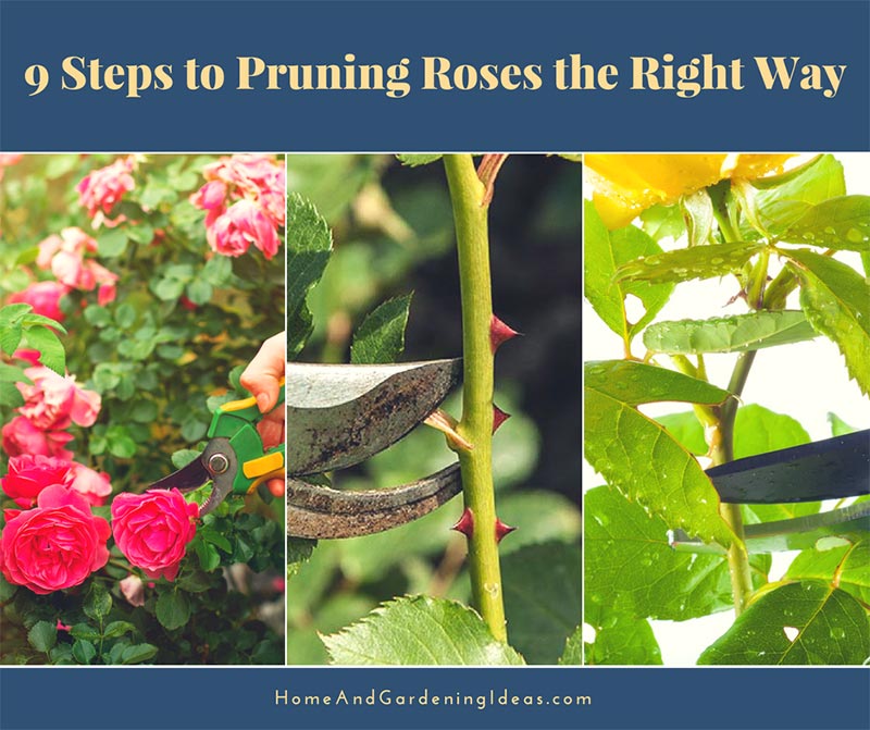 9 Steps to Pruning Roses the Right Way