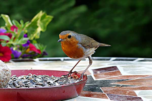Add to Bird Seed