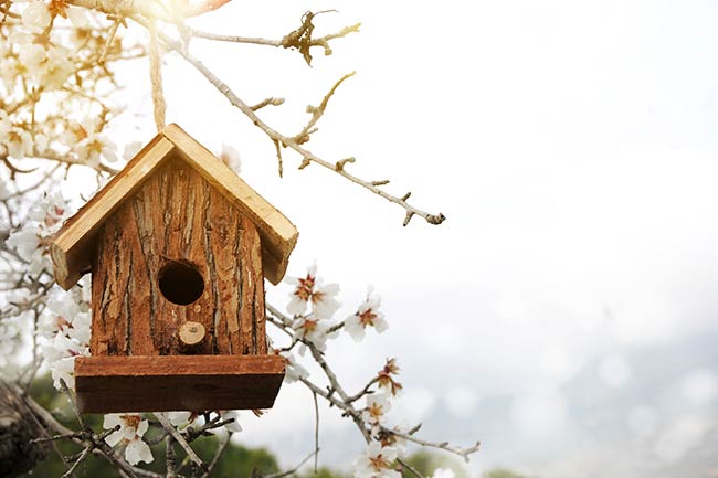 Should You Add Birdhouses