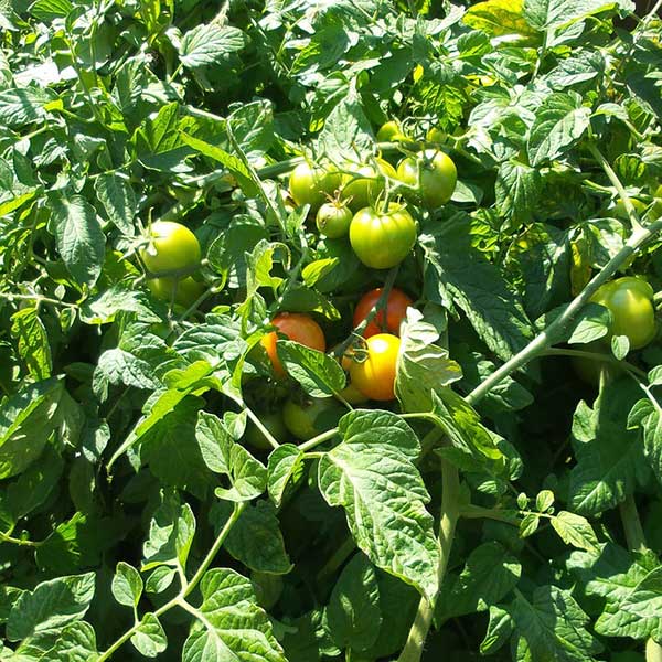 Boost Your Tomato Plants
