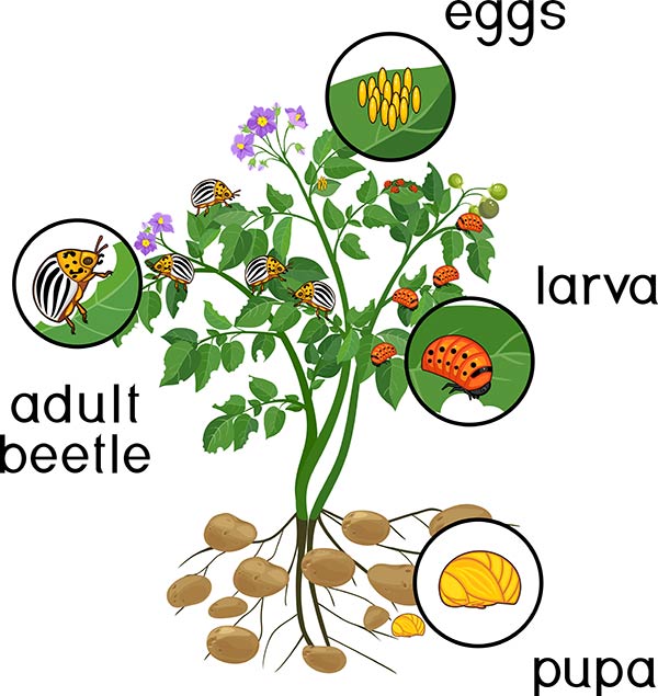 Common Pests and Diseases