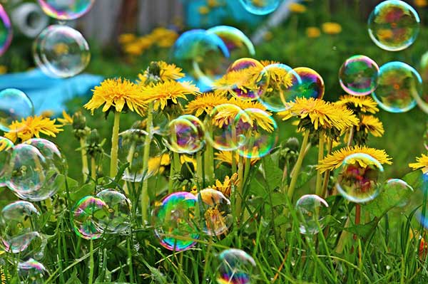 Dandelion Soap