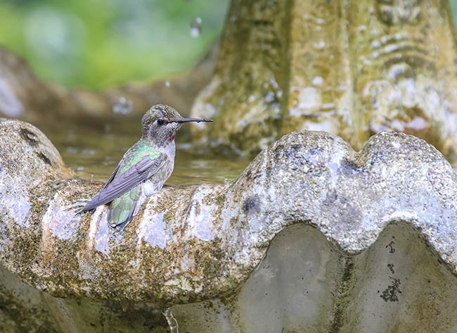 Do Hummingbirds Like Birdbaths