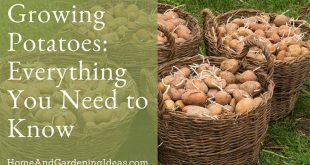 Growing Potatoes Everything You Need to Know