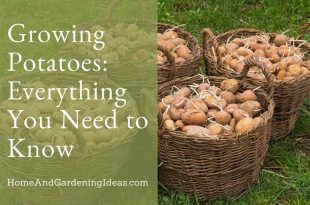 Growing Potatoes Everything You Need to Know