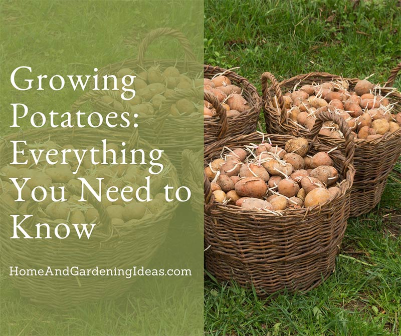 Growing Potatoes Everything You Need to Know