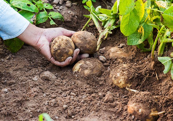 Harvesting Potatoes