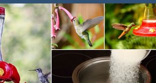 How to Attract Hummingbirds to Your Garden