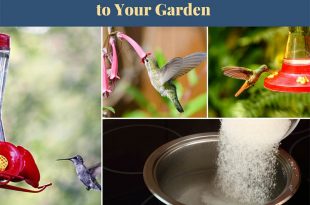 How to Attract Hummingbirds to Your Garden