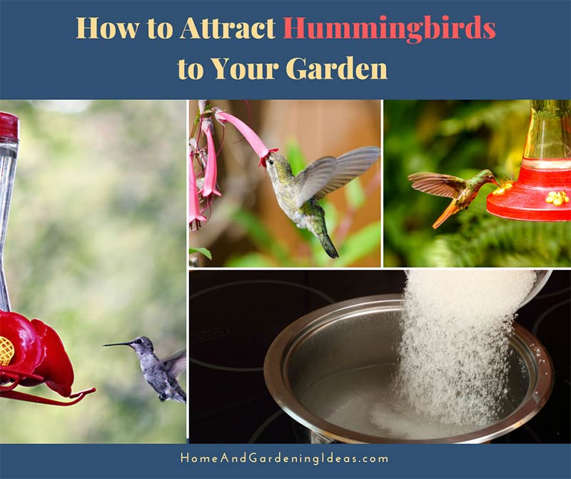 How to Attract Hummingbirds to Your Garden 