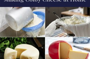 Making Colby Cheese at Home