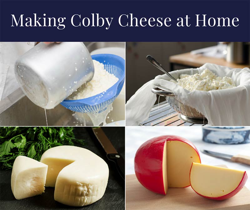 Making Colby Cheese at Home